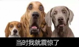 紫狗内鬼爆料视频,视频揭露惊人内幕