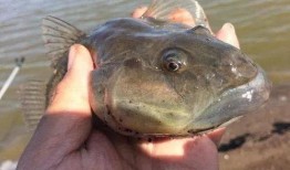 海鲶鱼被爆料视频大全,揭秘网络热点背后的真相